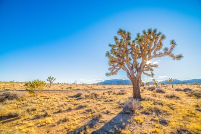 Tropical grassland scenery pictures
